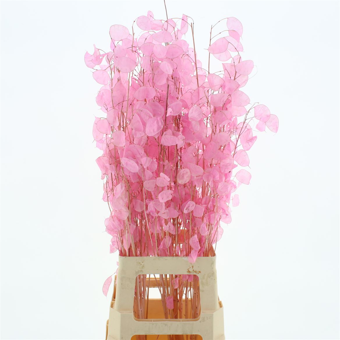 Lunaria Bleached Pink Per Bunch 80cm