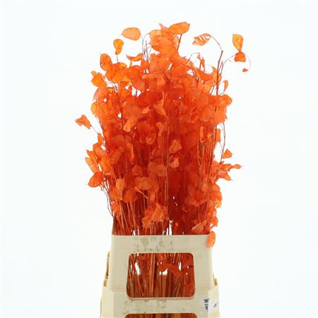 Dried Lunaria Bleached Dark Orange Bs