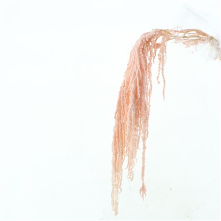 Pres Amaranthus Bleached Light Pink X L