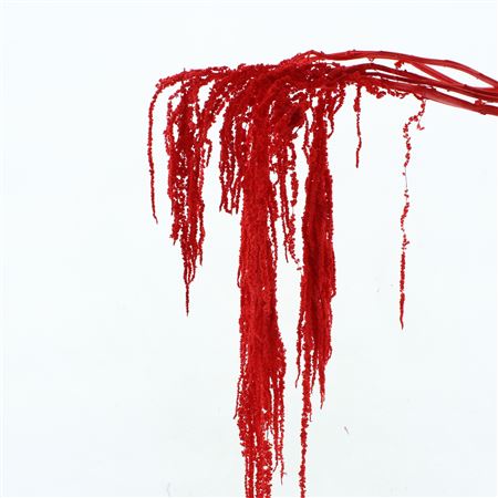 Pres Amaranthus Bleached Red X L