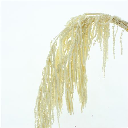 Pres Amaranthus Bleached White X L