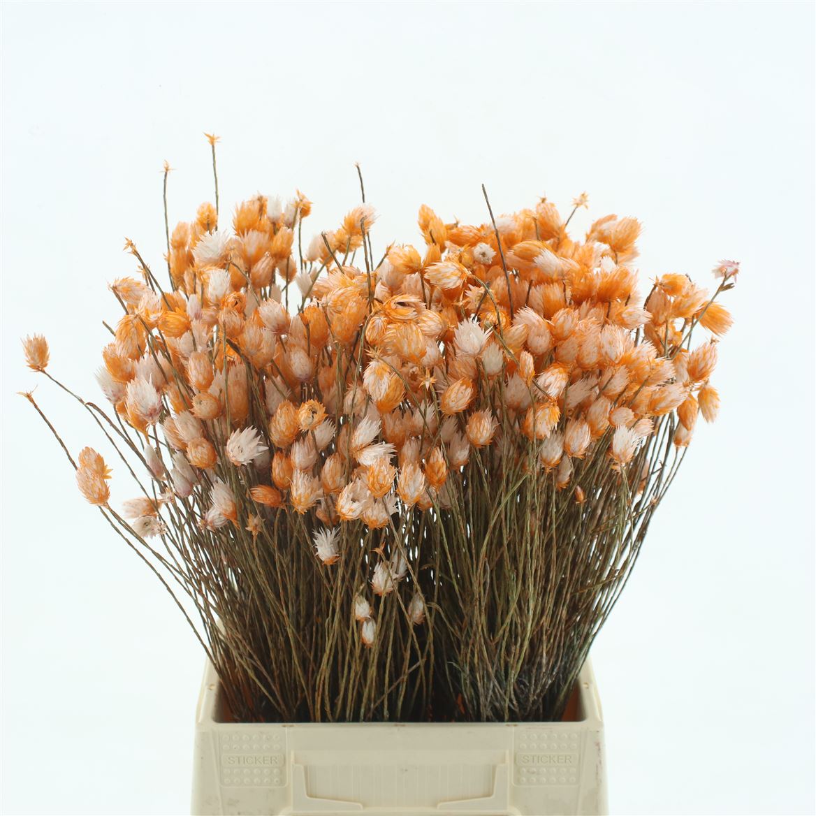 Cape Everlasting Painted Orange 50cm
