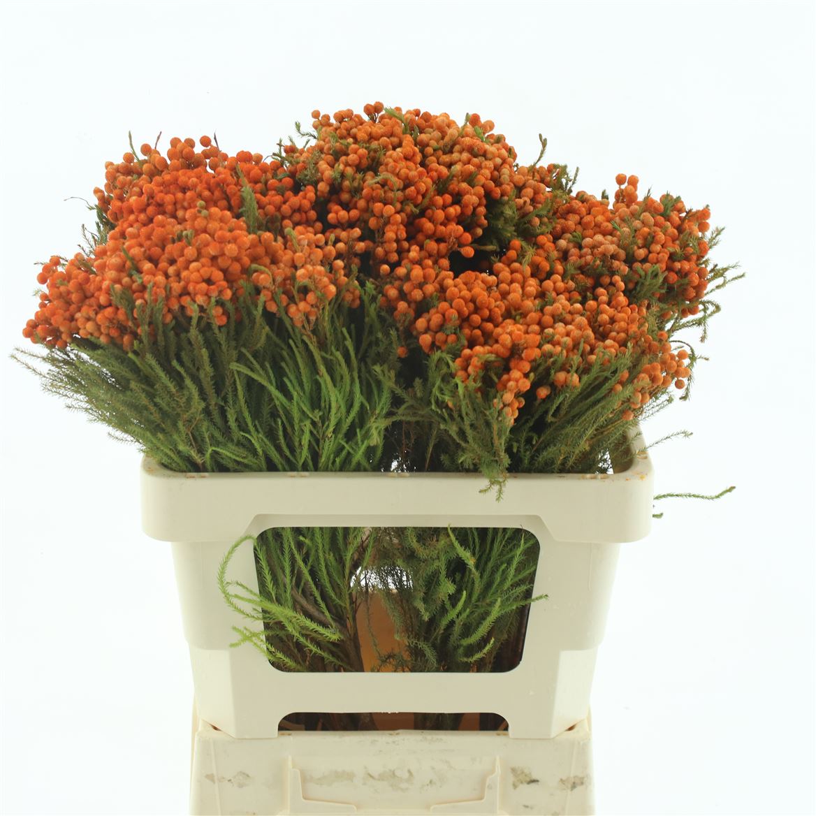 Ov Colrbehandeld 50cm