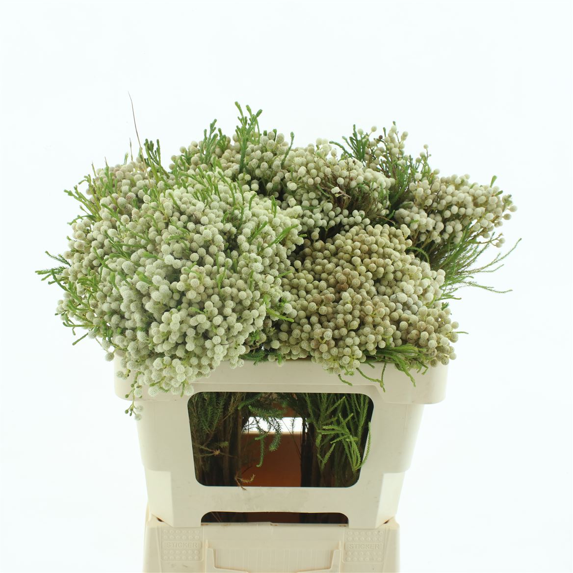 Cape Green Snow Per Bunch 50cm