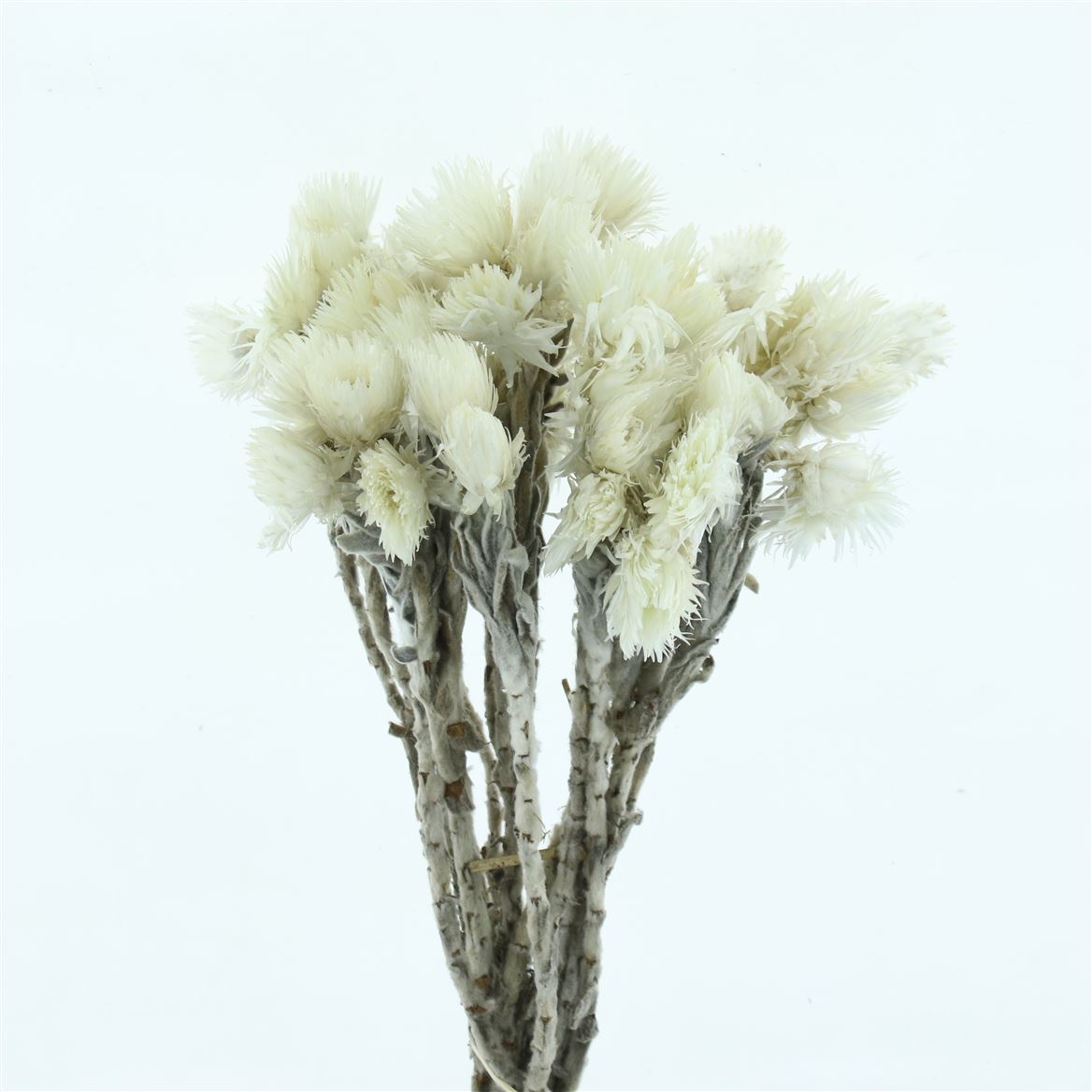 Cape Green Snow Per Bunch 50cm