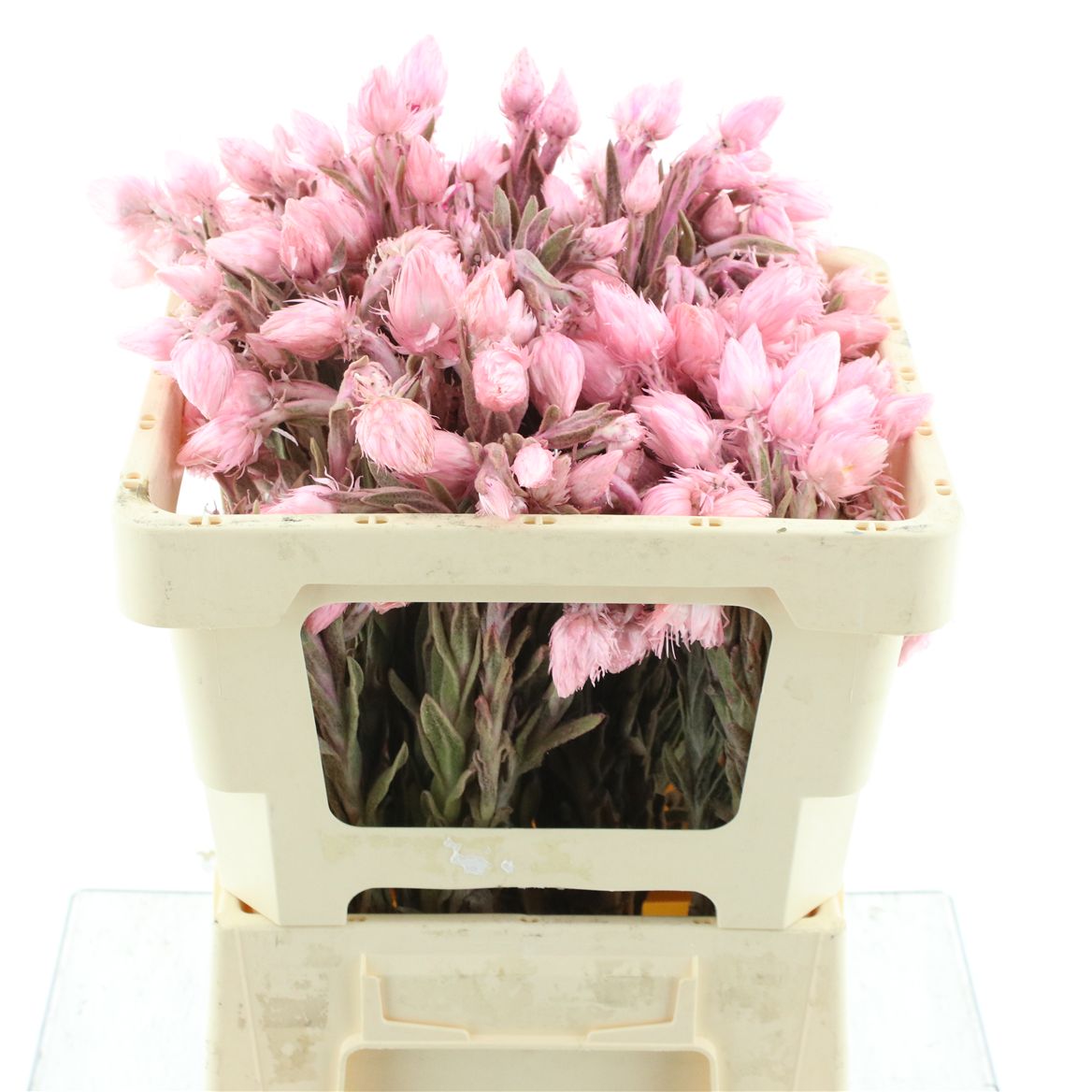 Cape Green Snow Per Bunch 50cm