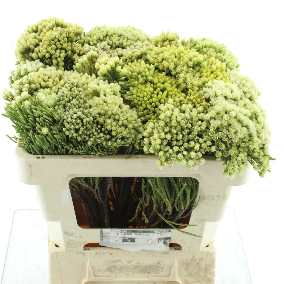 Berzelia Mixed In Bunch 50cm