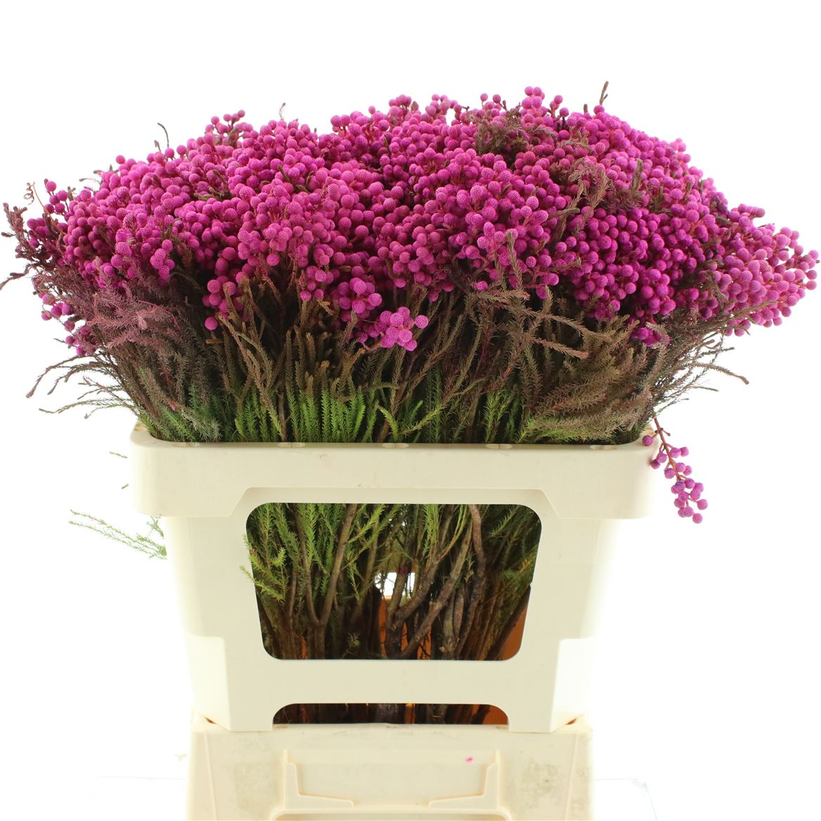 Ov Colrbehandeld 50cm