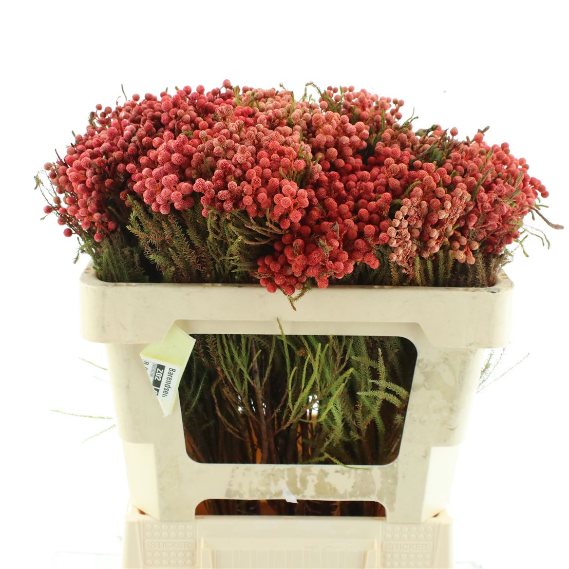 Ov Colrbehandeld 50cm 1gram