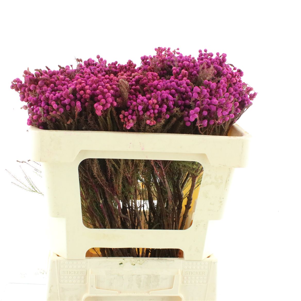 Ov Colrbehandeld 50cm 1gram