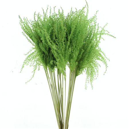 Dried Stipa Feather Apple Green