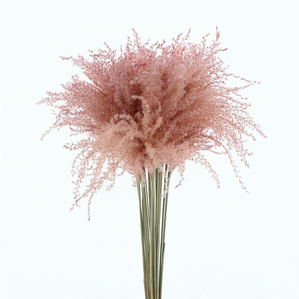 Stipa Feather Baby Pink 70cm