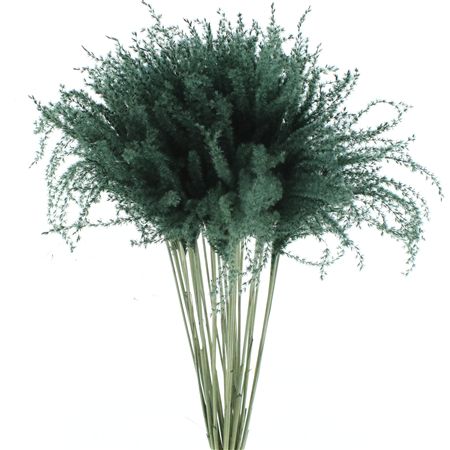 Dried Stipa Feather Black