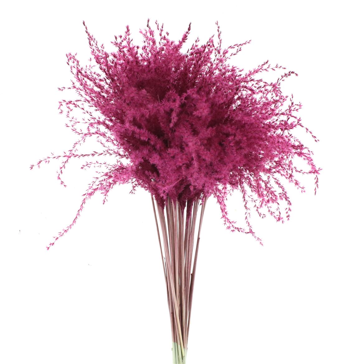 Stipa Feather Bordeaux 70cm