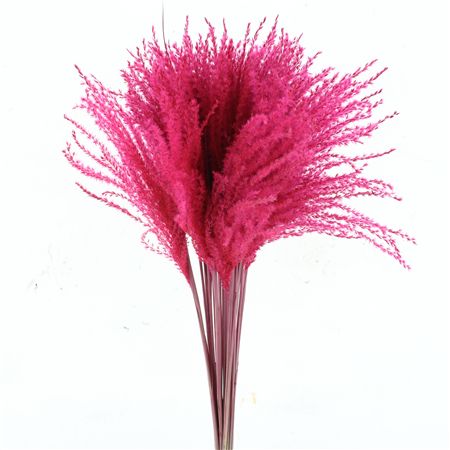 Dried Stipa Feather Cerise