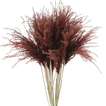 Dried Stipa Feather Chocolate
