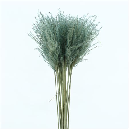 Dried Stipa Feather Light Blue