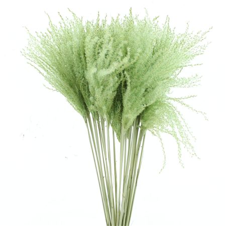 Dried Stipa Feather Mint Groen