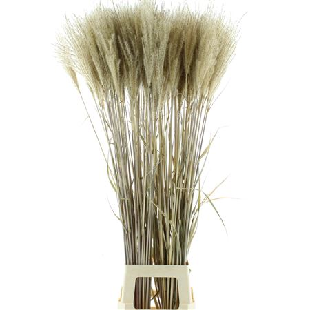Dried Stipa Feather Leaves Natural