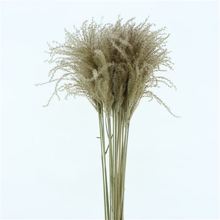 Dried Stipa Feather Natural