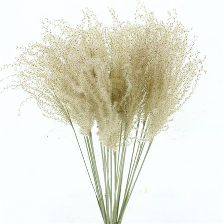 Dried Stipa Feather Natural