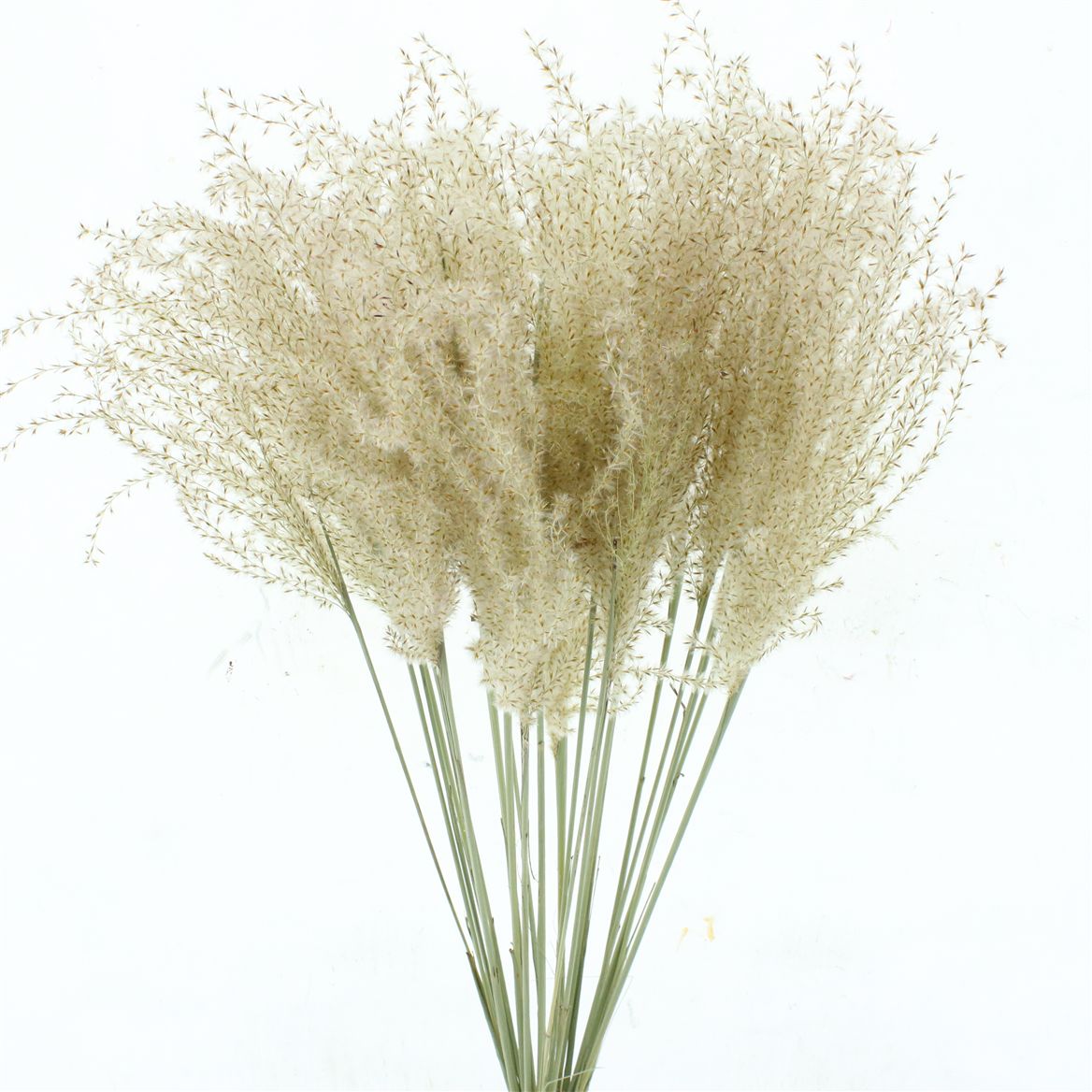 Stipa Feather Naturel 70cm