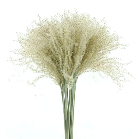 Dried Stipa Feather Natural