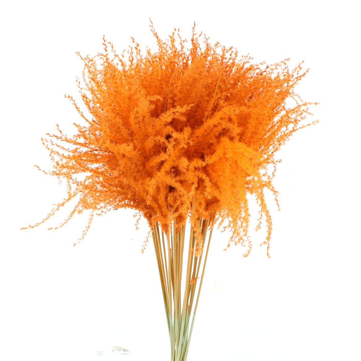 Stipa Feather Orange 70cm