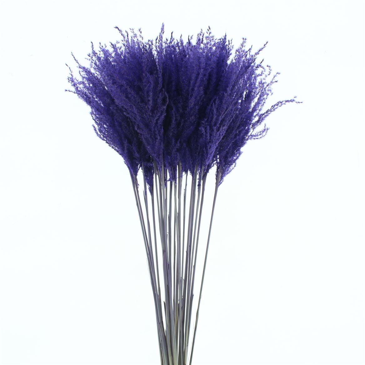 Stipa Feather Purple 70cm