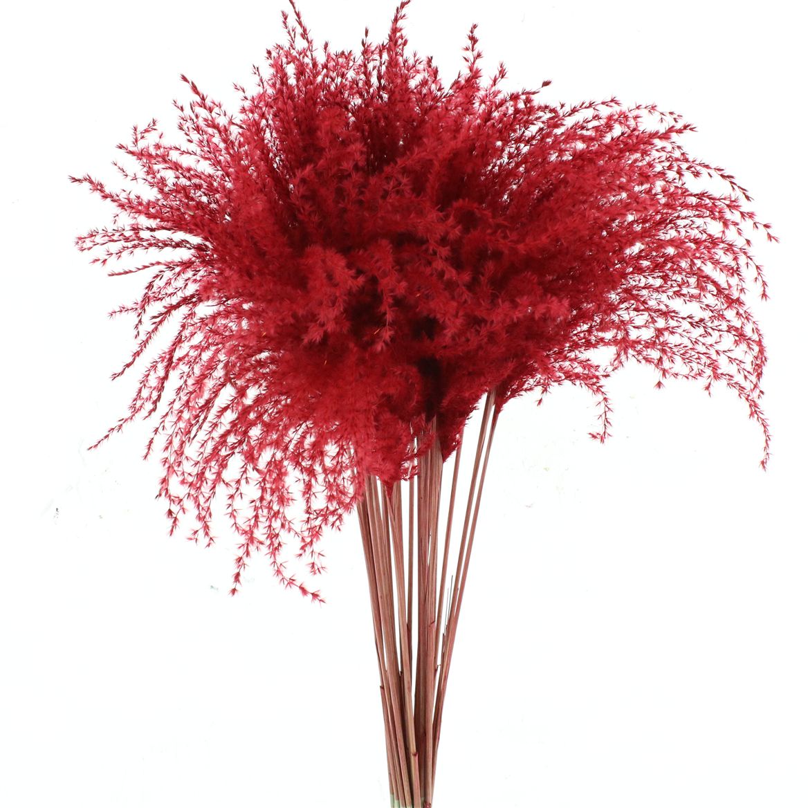 Stipa Feather Red 70cm