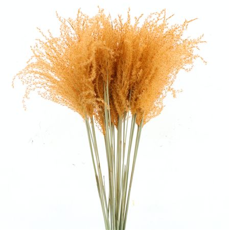 Dried Stipa Feather Salmon
