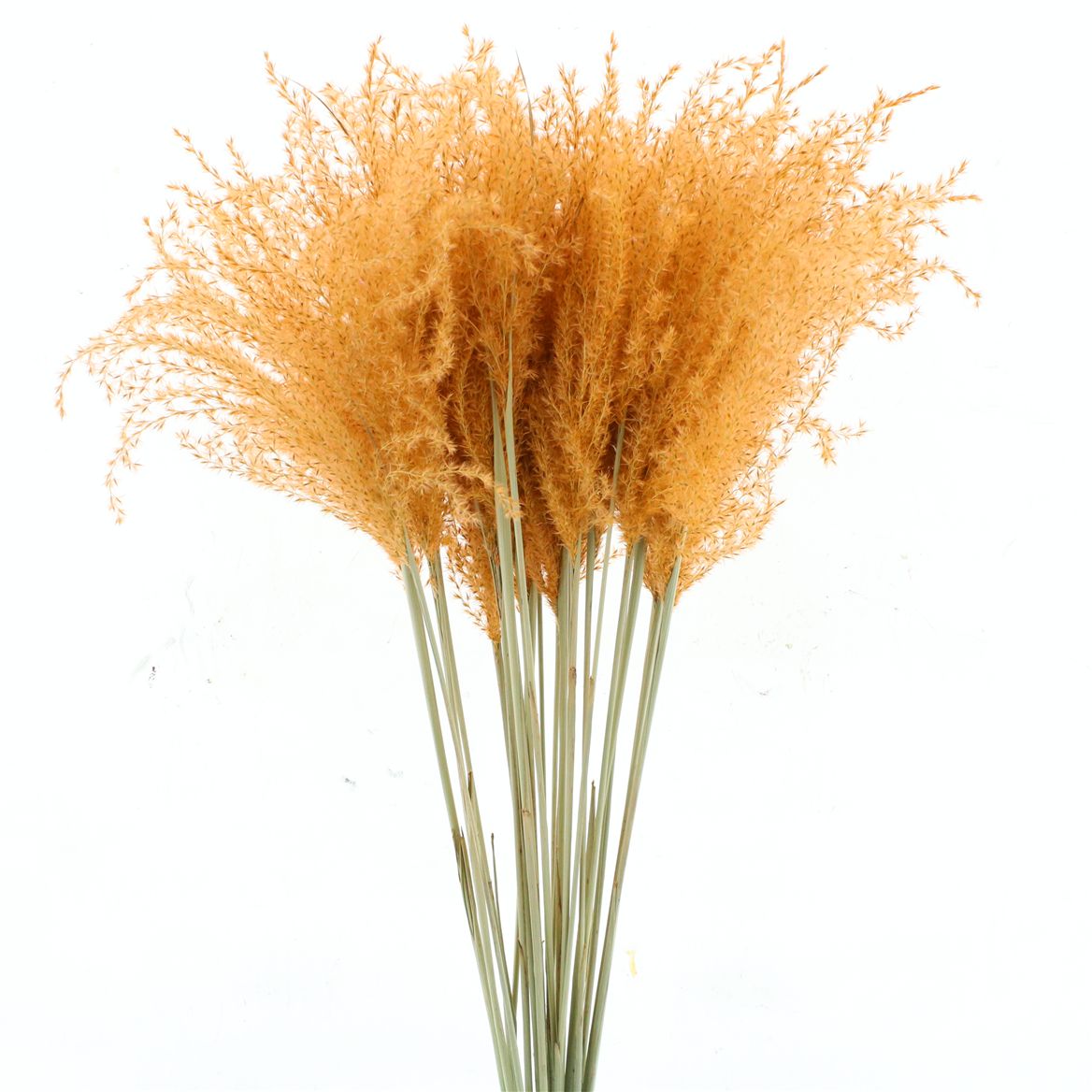 Stipa Feather Salmon 70cm