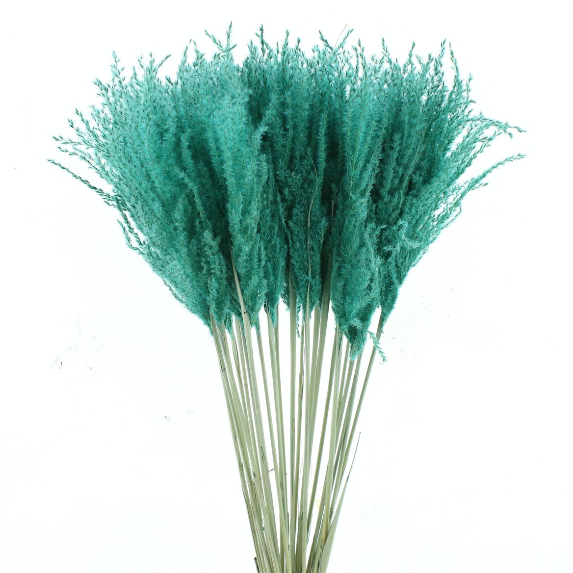 Stipa Feather Turquoise 70cm