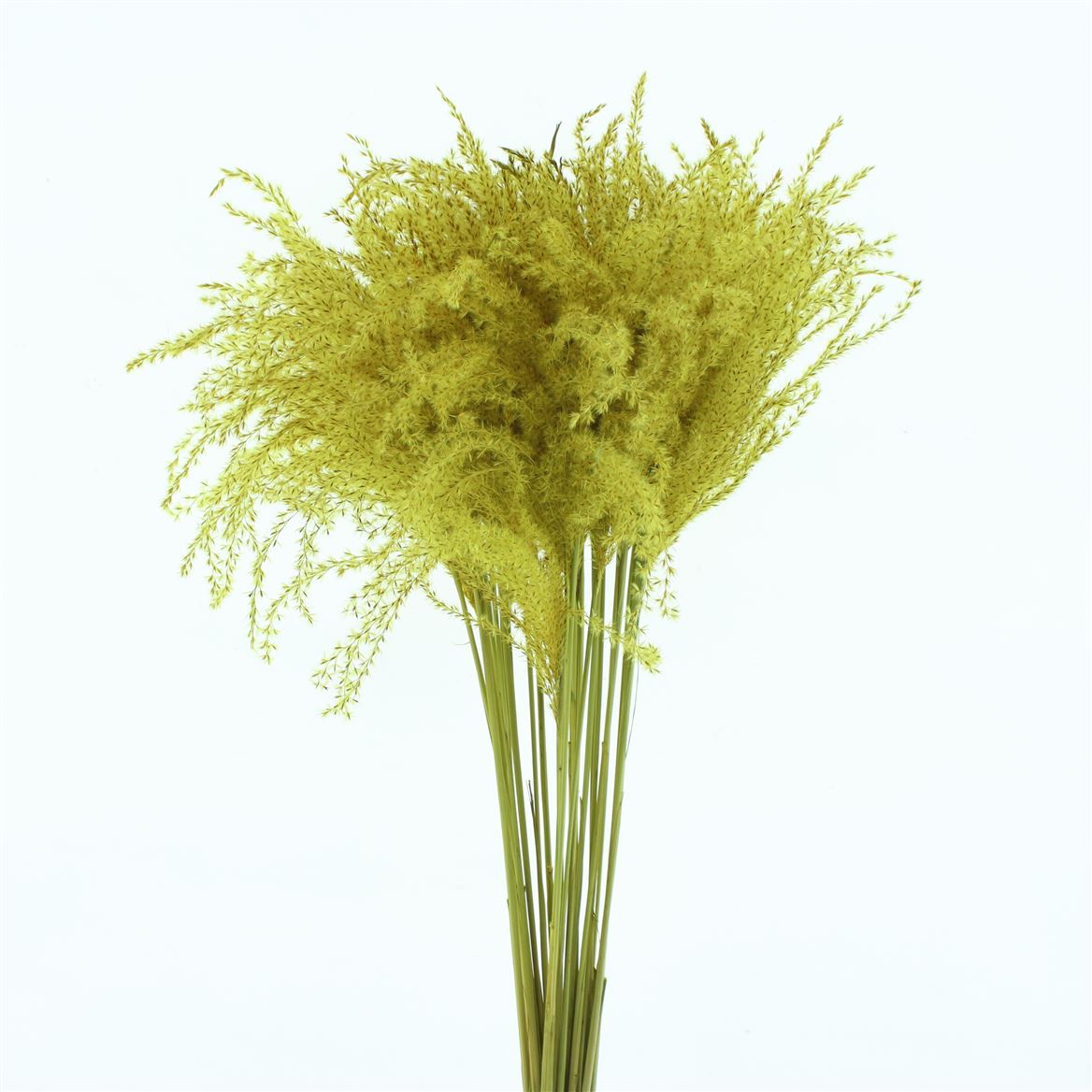 Stipa Feather Yellow 70cm