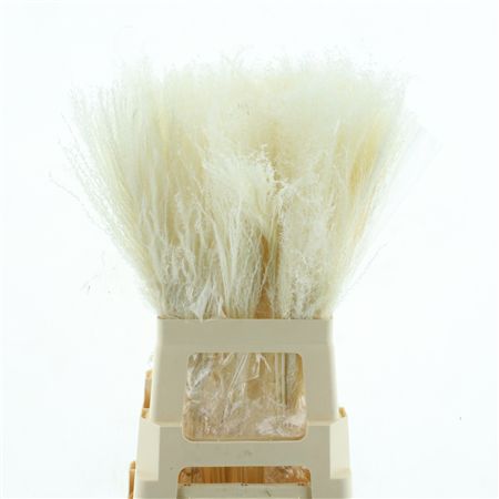 Dried Bleached Miscanthus P Stem