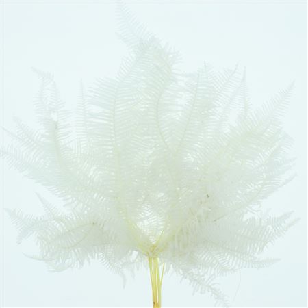 Pres Bleached Coral Leaf P Bnc