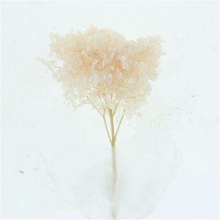 Pres Bleached Hydrangea Peach
