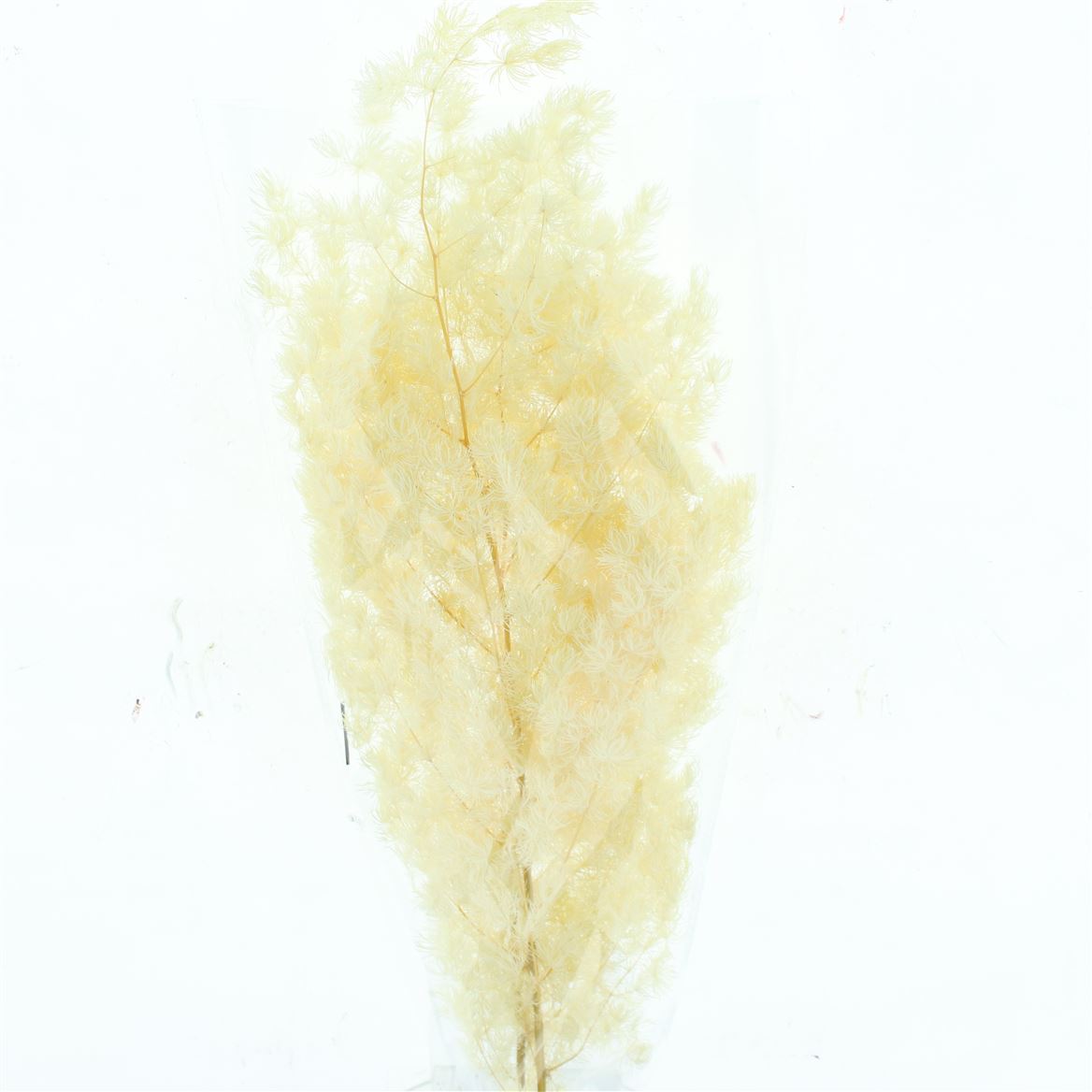 Asparagus Bleached White Per Bunch 50cm