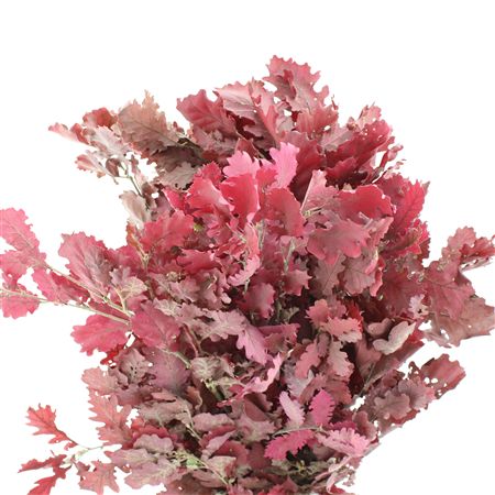 Pres Querc Leafs Cerise