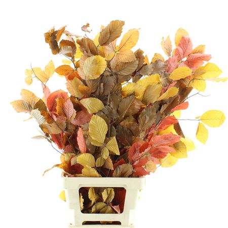 Pres Beech Leafs Autumn Mix