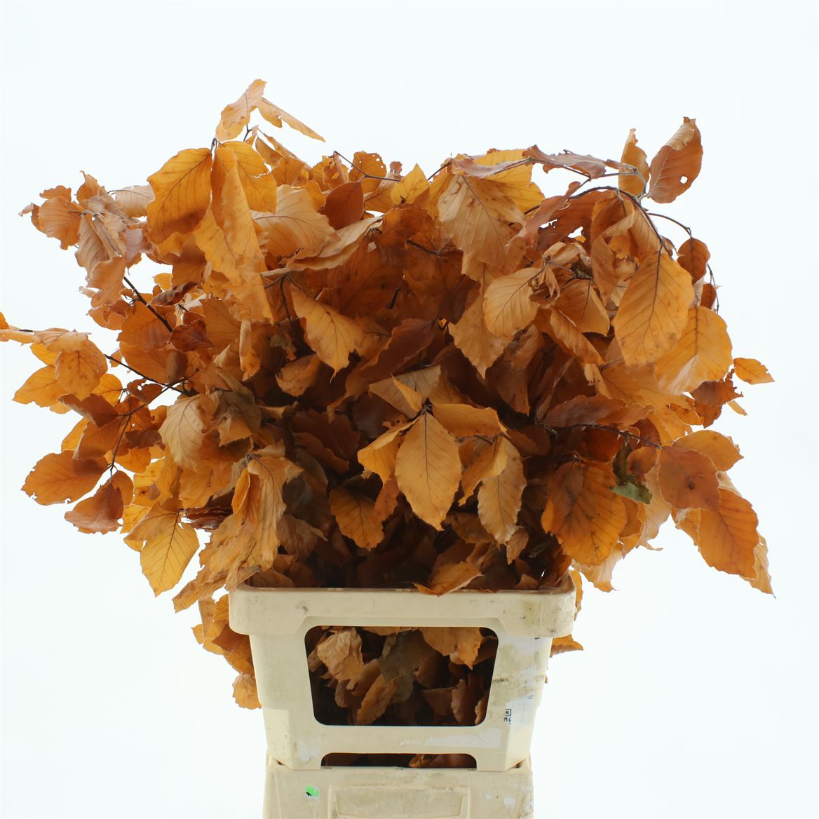 Fagus Orange Per Bunch 70cm 150gr.