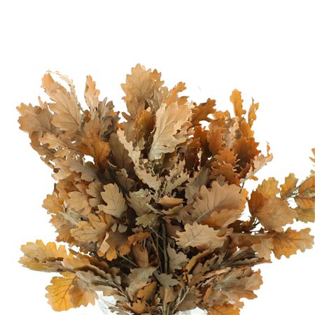 Pres Querc Leafs Orange