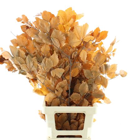 Pres Beech Leafs Orange