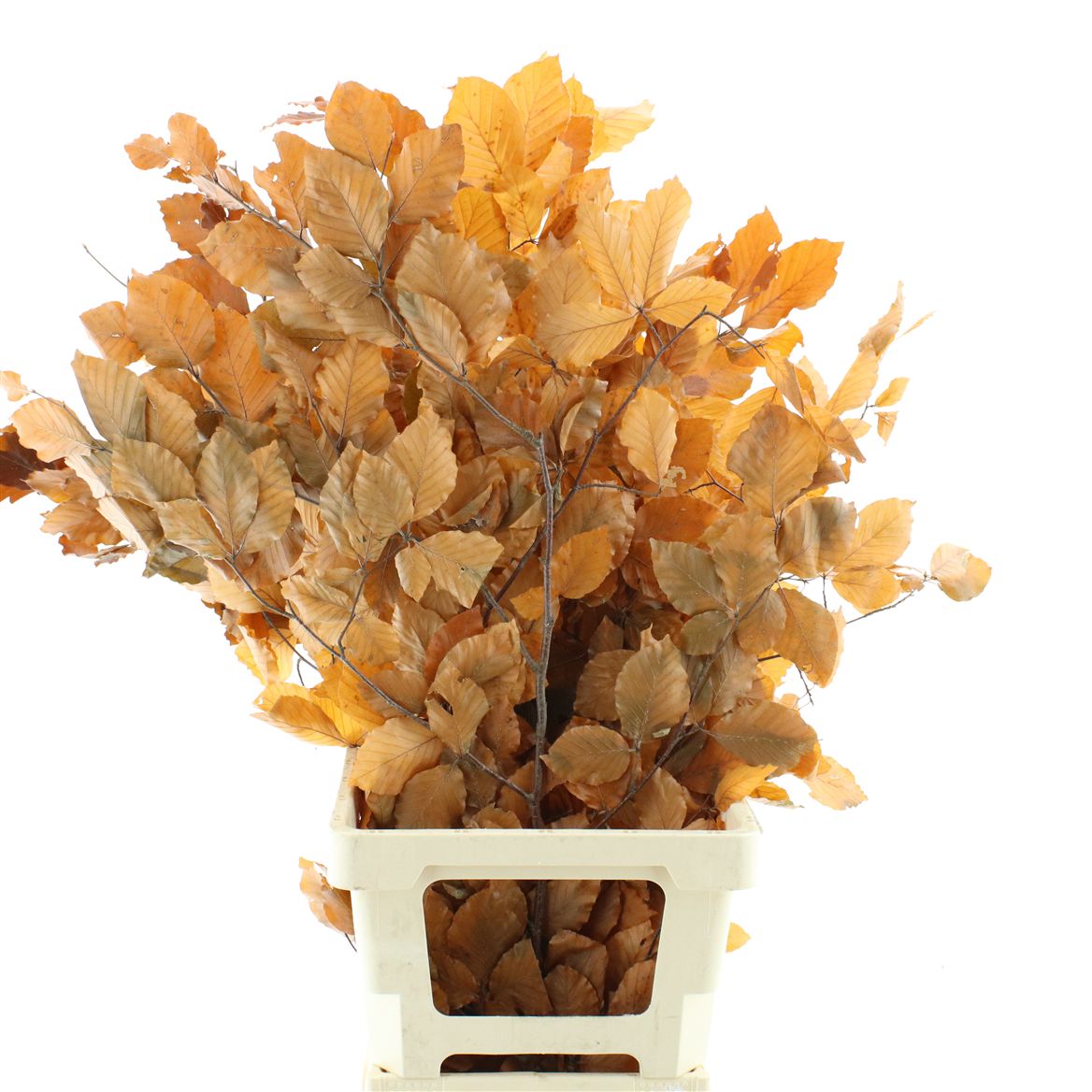 Fagus Orange Per Bunch 70cm 150gr.