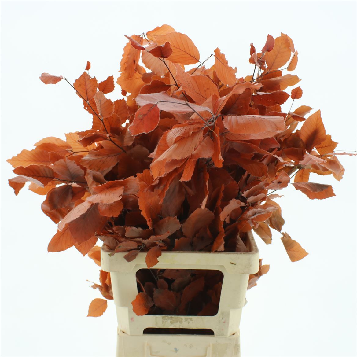 Fagus Red Per Bunch 70cm 150gr.