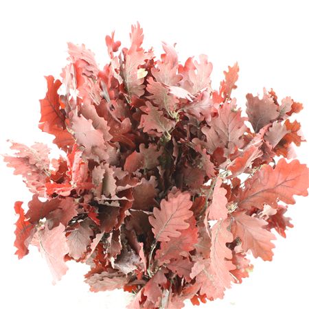 Pres Querc Leafs Red