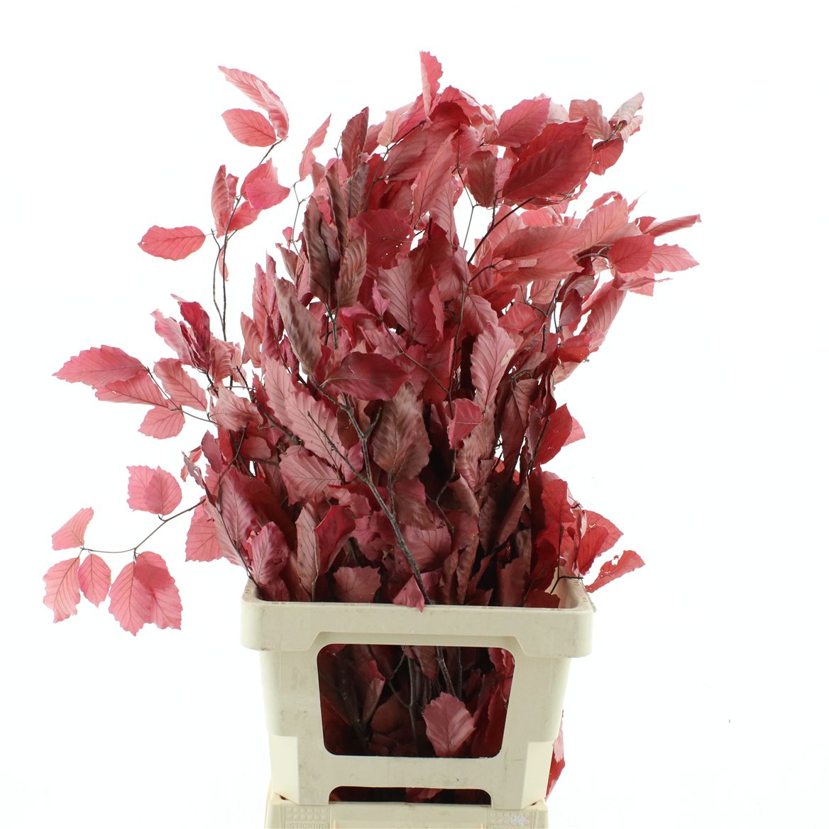 Fagus Red Per Bunch 70cm 150gr.