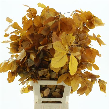 Pres Beech Leafs Yellow