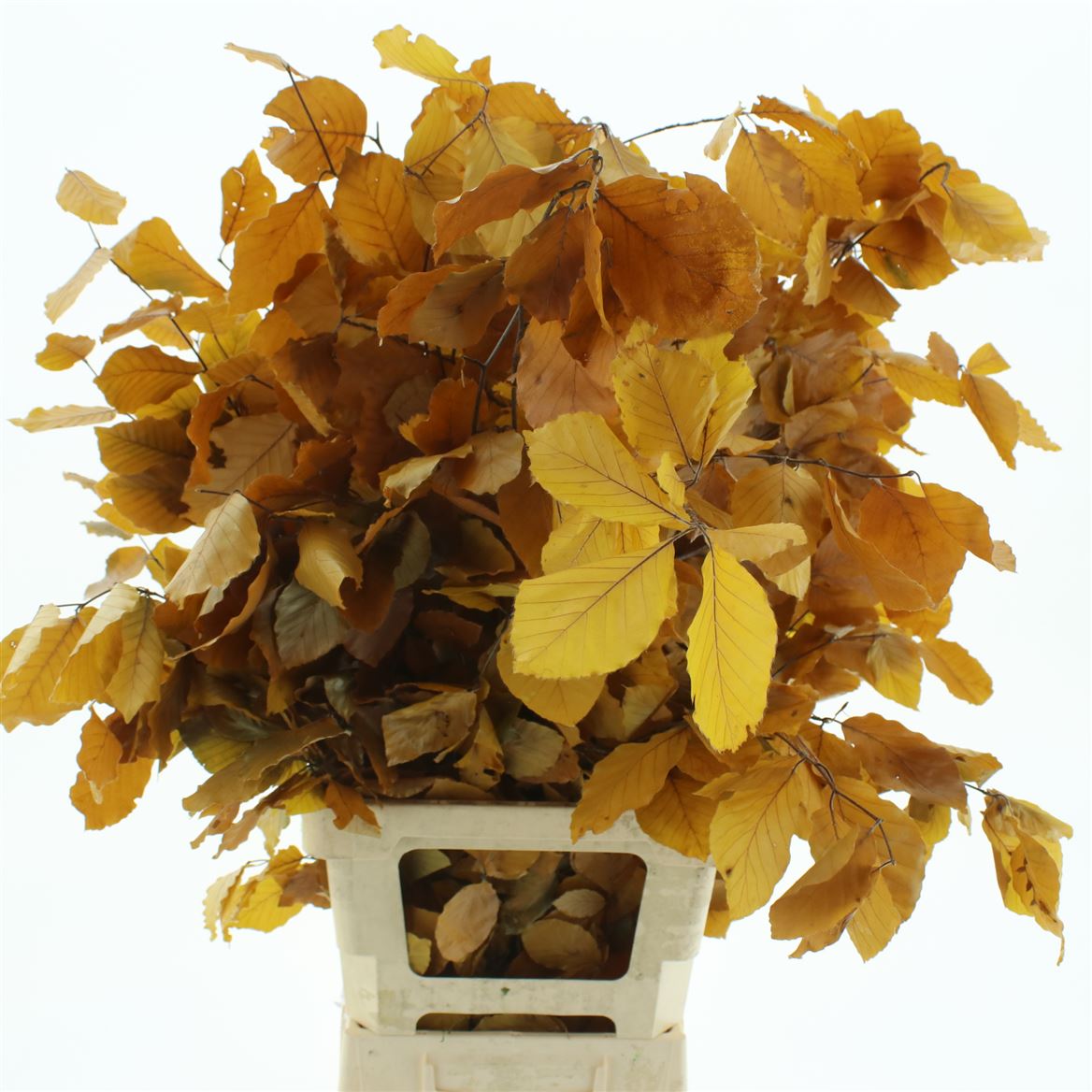Fagus Yellow Per Bunch 70cm 150gr.