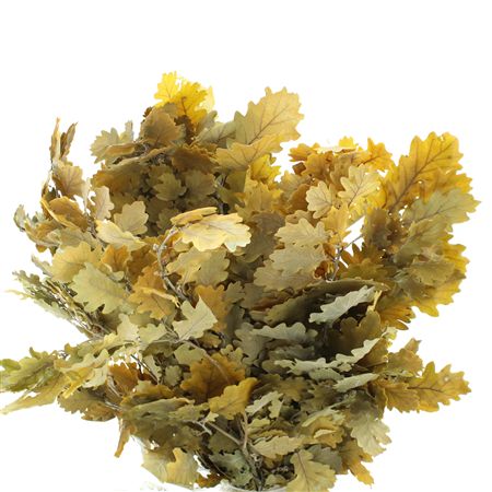 Pres Querc Leafs Yellow